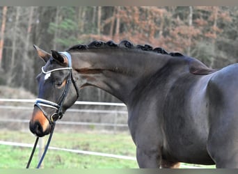 Deutsches Sportpferd, Wallach, 4 Jahre, 158 cm, Brauner