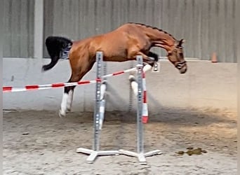 Deutsches Sportpferd, Wallach, 4 Jahre, 158 cm, Brauner