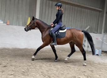 Deutsches Sportpferd, Wallach, 4 Jahre, 158 cm, Brauner