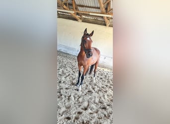 Deutsches Sportpferd, Wallach, 4 Jahre, 159 cm, Brauner
