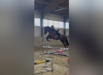 Deutsches Sportpferd, Wallach, 4 Jahre, 160 cm, Brauner