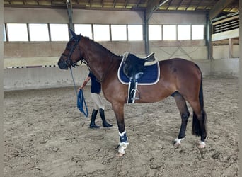 Deutsches Sportpferd, Wallach, 4 Jahre, 160 cm, Brauner