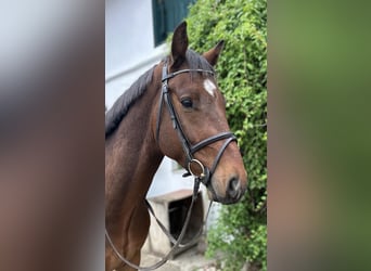 Deutsches Sportpferd, Wallach, 4 Jahre, 160 cm, Brauner
