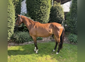 Deutsches Sportpferd, Wallach, 4 Jahre, 160 cm, Brauner