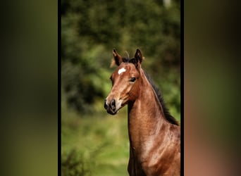Deutsches Sportpferd, Wallach, 4 Jahre, 160 cm, Brauner