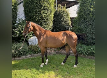 Deutsches Sportpferd, Wallach, 4 Jahre, 160 cm, Brauner
