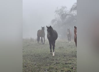 Deutsches Sportpferd, Wallach, 4 Jahre, 160 cm, Dunkelbrauner