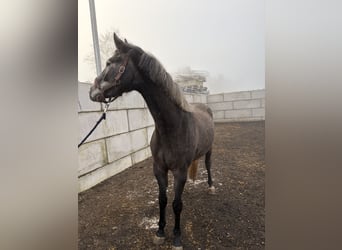 Deutsches Sportpferd, Wallach, 4 Jahre, 160 cm, Schimmel