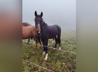Deutsches Sportpferd, Wallach, 4 Jahre, 160 cm