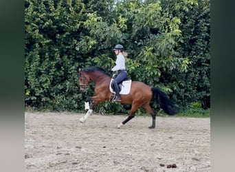 Deutsches Sportpferd, Wallach, 4 Jahre, 161 cm, Brauner