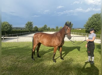 Deutsches Sportpferd, Wallach, 4 Jahre, 161 cm, Brauner