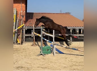 Deutsches Sportpferd, Wallach, 4 Jahre, 161 cm, Brauner