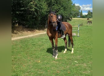 Deutsches Sportpferd, Wallach, 4 Jahre, 161 cm, Brauner
