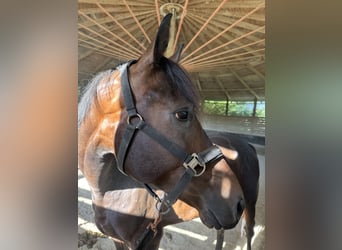 Deutsches Sportpferd, Wallach, 4 Jahre, 161 cm, Dunkelbrauner