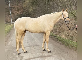 Deutsches Sportpferd, Wallach, 4 Jahre, 161 cm, Palomino