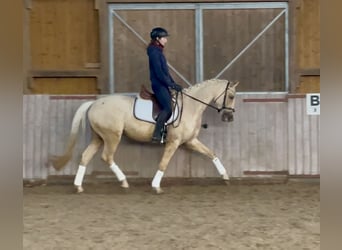 Deutsches Sportpferd, Wallach, 4 Jahre, 161 cm, Palomino