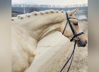 Deutsches Sportpferd, Wallach, 4 Jahre, 161 cm, Palomino