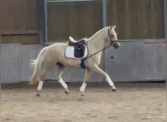 Deutsches Sportpferd, Wallach, 4 Jahre, 161 cm, Palomino