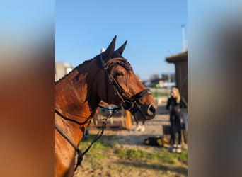 Deutsches Sportpferd, Wallach, 4 Jahre, 162 cm, Brauner