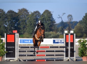 Deutsches Sportpferd, Wallach, 4 Jahre, 162 cm, Brauner