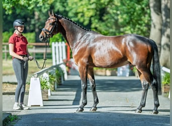 Deutsches Sportpferd, Wallach, 4 Jahre, 162 cm, Brauner