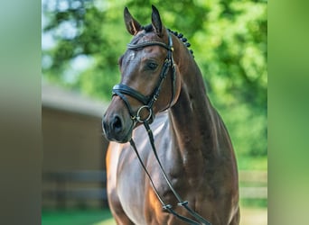 Deutsches Sportpferd, Wallach, 4 Jahre, 162 cm, Brauner