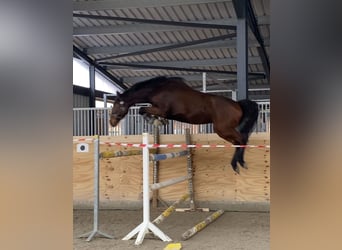 Deutsches Sportpferd, Wallach, 4 Jahre, 162 cm, Brauner