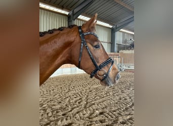 Deutsches Sportpferd, Wallach, 4 Jahre, 162 cm, Dunkelfuchs