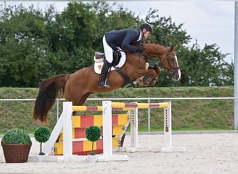 Deutsches Sportpferd, Wallach, 4 Jahre, 162 cm, Dunkelfuchs