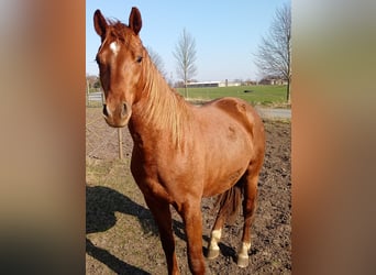 Deutsches Sportpferd, Wallach, 4 Jahre, 162 cm, Fuchs