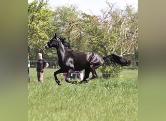 Deutsches Sportpferd, Wallach, 4 Jahre, 162 cm, Rappe