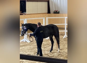 Deutsches Sportpferd, Wallach, 4 Jahre, 162 cm, Rappschimmel