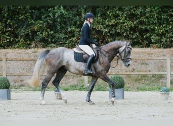 Deutsches Sportpferd, Wallach, 4 Jahre, 162 cm, Schimmel