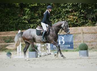 Deutsches Sportpferd, Wallach, 4 Jahre, 162 cm, Schimmel