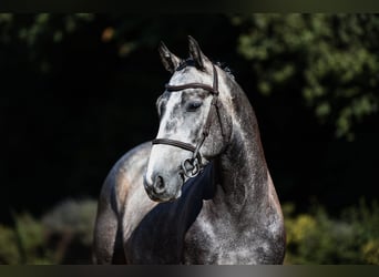 Deutsches Sportpferd, Wallach, 4 Jahre, 162 cm, Schimmel