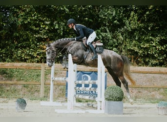 Deutsches Sportpferd, Wallach, 4 Jahre, 162 cm, Schimmel