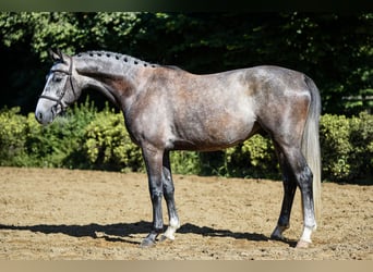 Deutsches Sportpferd, Wallach, 4 Jahre, 162 cm, Schimmel