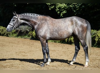 Deutsches Sportpferd, Wallach, 4 Jahre, 162 cm, Schimmel