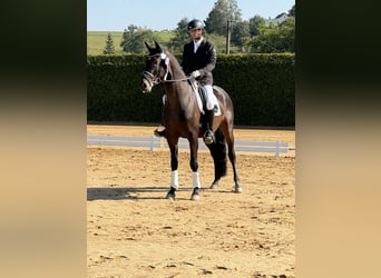 Deutsches Sportpferd, Wallach, 4 Jahre, 163 cm, Brauner