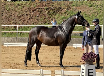 Deutsches Sportpferd, Wallach, 4 Jahre, 163 cm, Brauner