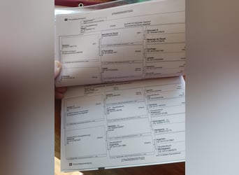 Deutsches Sportpferd, Wallach, 4 Jahre, 163 cm, Brauner