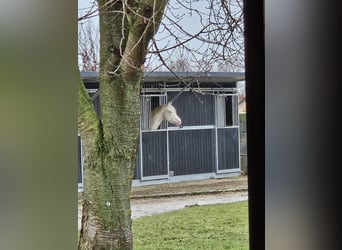 Deutsches Sportpferd, Wallach, 4 Jahre, 163 cm, Cremello