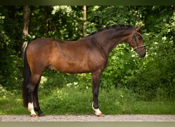 Deutsches Sportpferd, Wallach, 4 Jahre, 163 cm, Dunkelbrauner