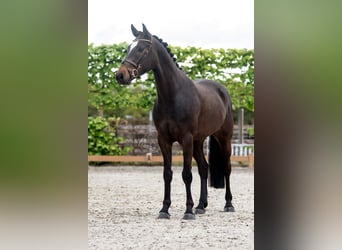 Deutsches Sportpferd, Wallach, 4 Jahre, 163 cm, Dunkelbrauner