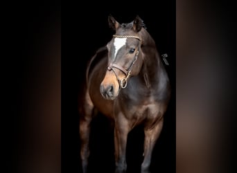Deutsches Sportpferd, Wallach, 4 Jahre, 163 cm, Dunkelbrauner