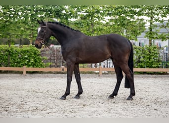 Deutsches Sportpferd, Wallach, 4 Jahre, 163 cm, Dunkelbrauner