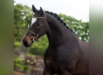 Deutsches Sportpferd, Wallach, 4 Jahre, 163 cm, Dunkelbrauner