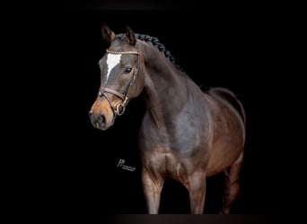 Deutsches Sportpferd, Wallach, 4 Jahre, 163 cm, Dunkelbrauner
