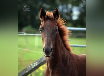 Deutsches Sportpferd, Wallach, 4 Jahre, 163 cm, Dunkelfuchs