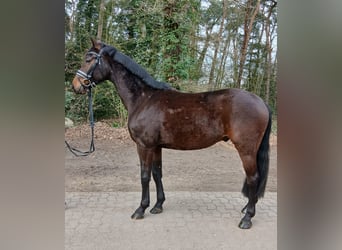 Deutsches Sportpferd, Wallach, 4 Jahre, 163 cm, Dunkelfuchs